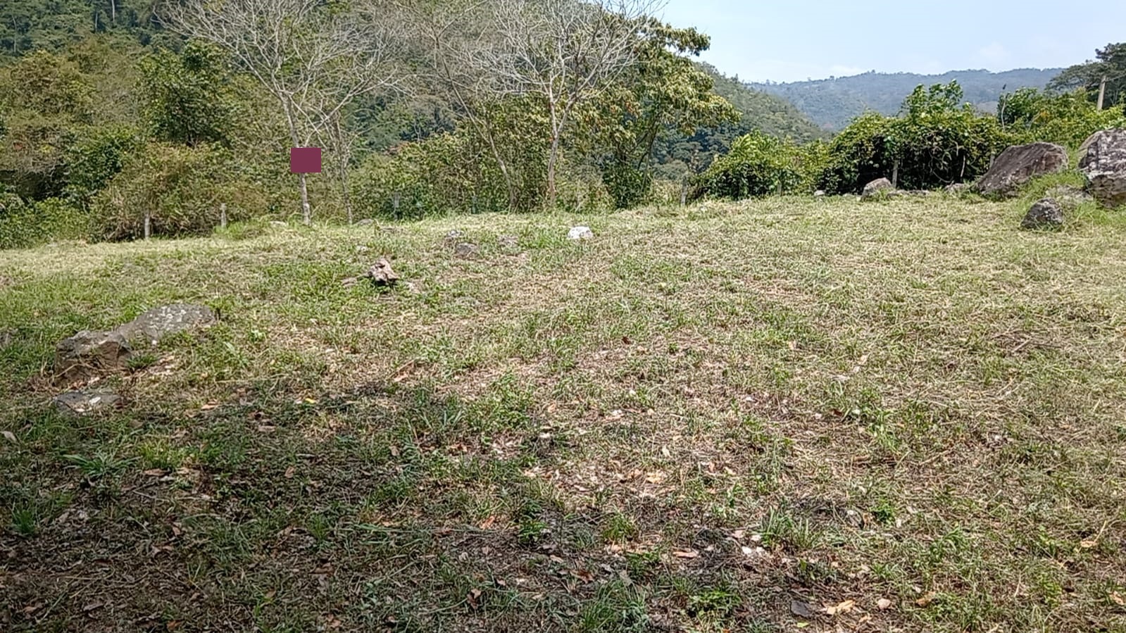 LOTE